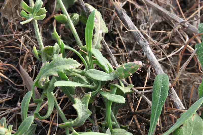 Centaurea sphaerocephala